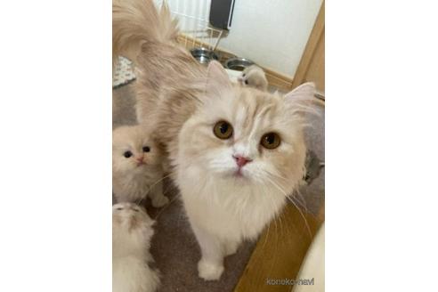 販売中のスコティッシュフォールドの親猫